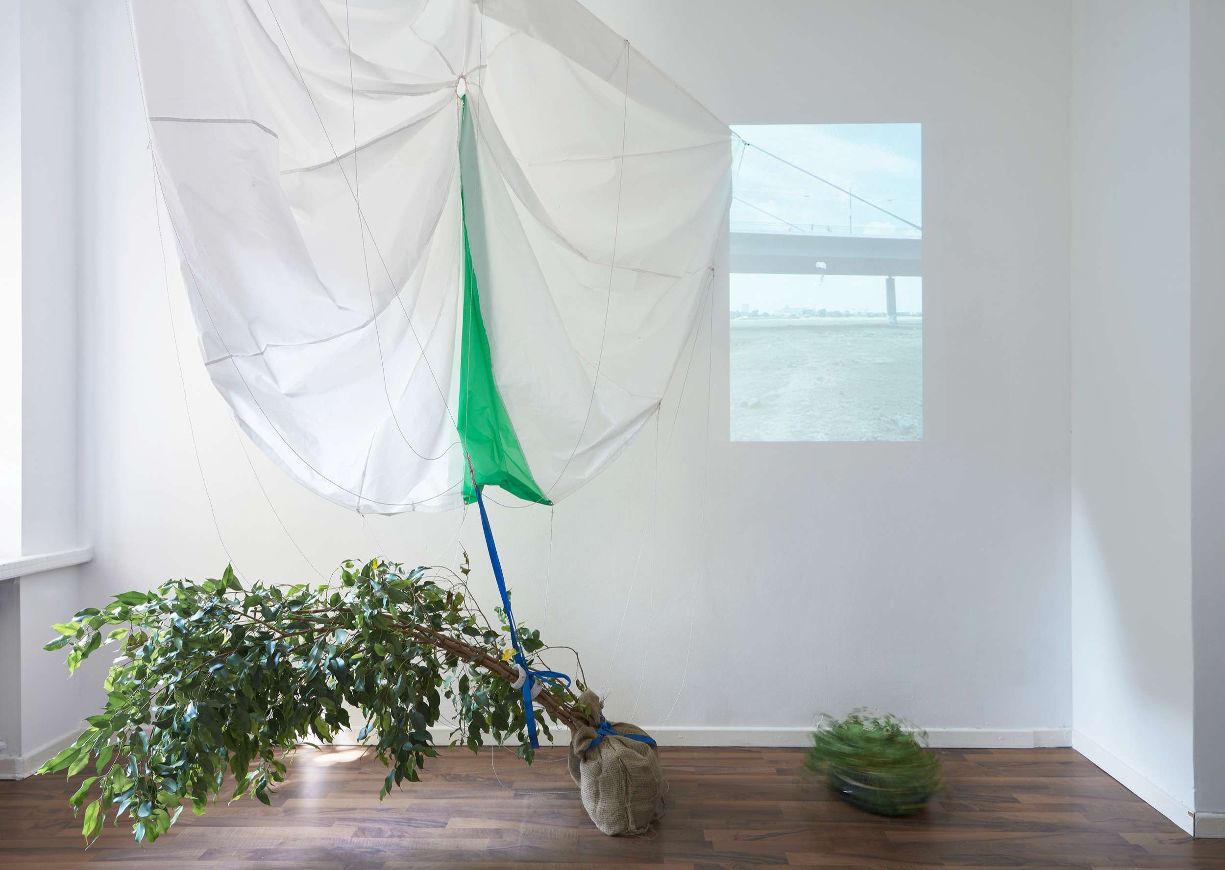 Jukai-Ryokō, "experiment with a ficus benjamini and a parachute", installation view, 2020, photo: Kai Werner Schmidt
