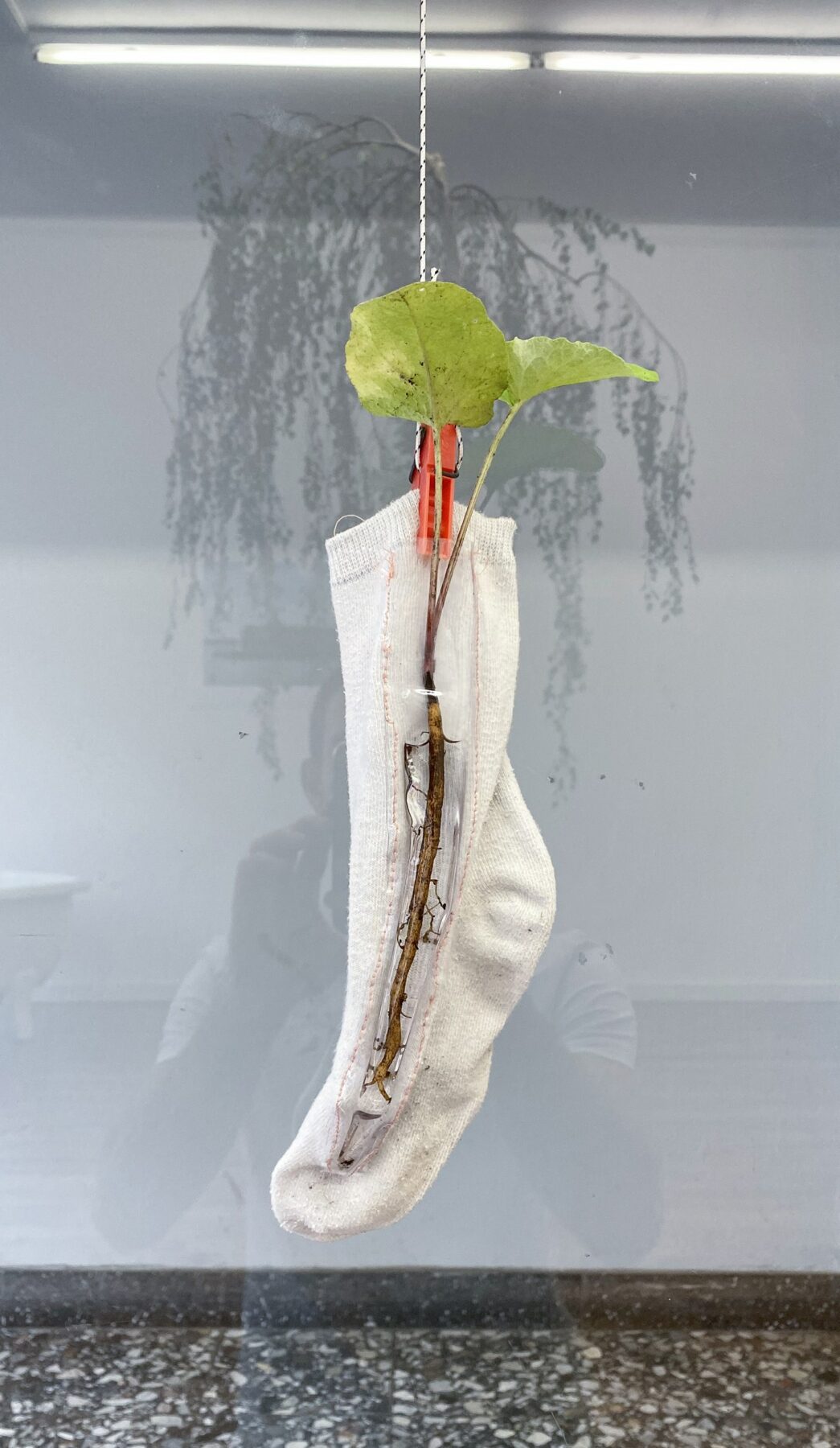 Jukai-Ryokō, "velcro sock", experiments with clothes and living plants, 2020