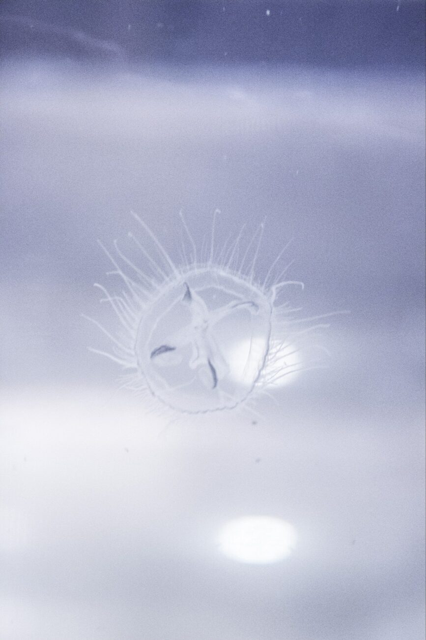 Medusa : floating body #2, exhibition view, living medusa, Galerie Crone Berlin, 2019