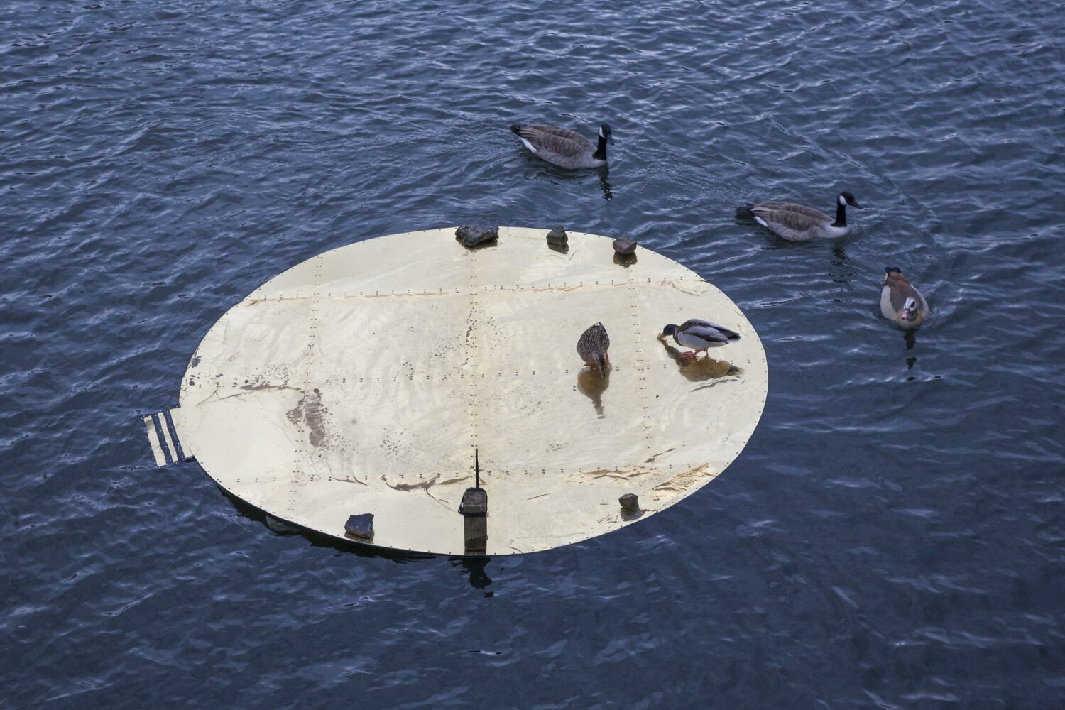 floating circles, installation view of the floating circles on the Kaiserteich, occupied by animal performers, 2019