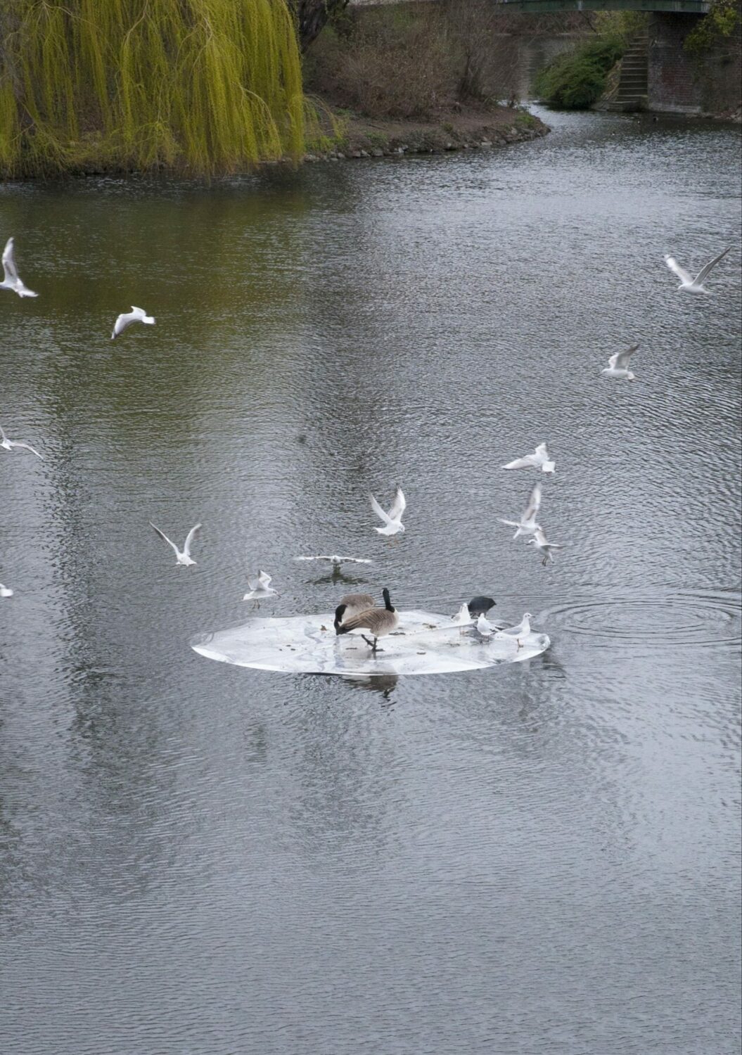 floating circles, installation view of the floating circles on the Kaiserteich, occupied by animal performers, 2019