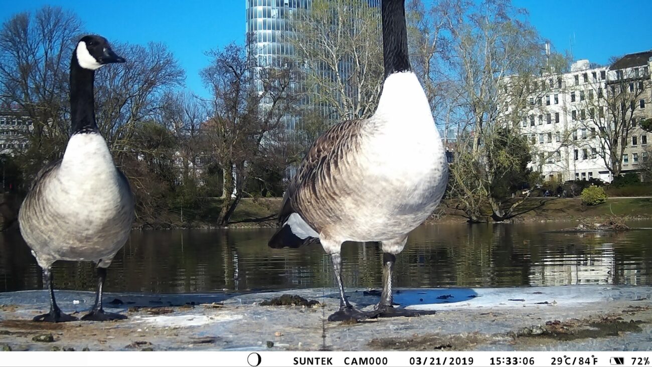 floating circles, animal selfie, animal camera triggered by the animal, sent to a printer in the museum room and printed out live, 2019
