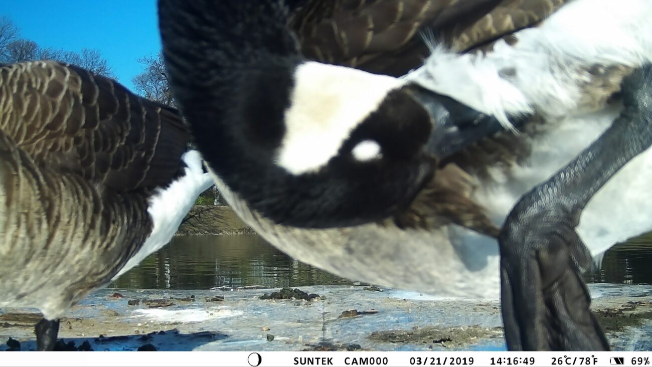 floating circles, animal selfie, animal camera triggered by the animal, sent to a printer in the museum room and printed out live, 2019
