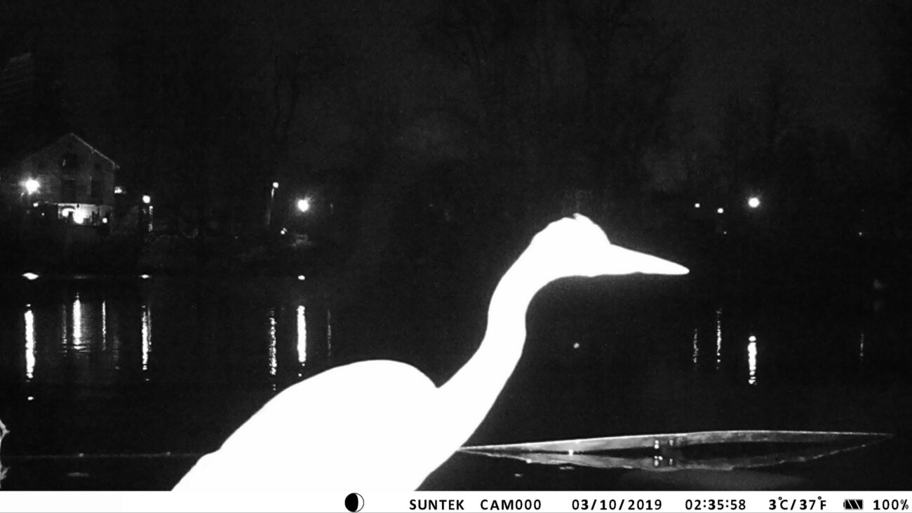 floating circles, animal selfie, animal camera triggered by the animal, sent to a printer in the museum room and printed out live, 2019